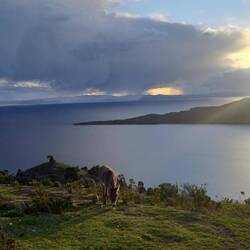 Sonnenuntergang mit Esel....