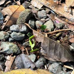 Blattschneideameisen am Werk