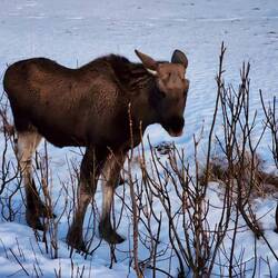 We saw a juvenile moose on our way back to the cabin.