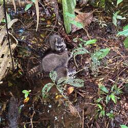 Wilde Waschbären im Cahuita Nationalpark