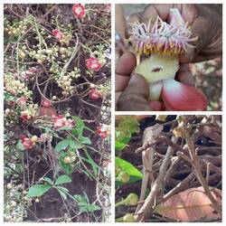 Cannon Ball Tree on the roadside; Trunk with fruit growing out / flower / lizard