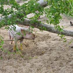 Kleines Schweinchen am Seeufer