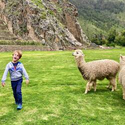 Faut pas trop les chauffer les alpagas !