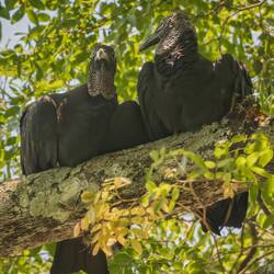 Black Vultures