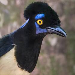 Plush-crested Jay