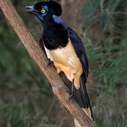 Plush-crested Jay