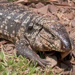Black and white Tegu