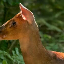 Red Brocket