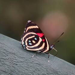 Cramer's Eighty-eight butterfly