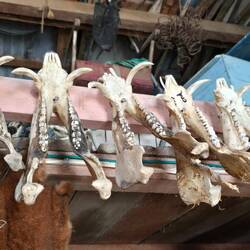 Überall verteilt... 🐗🐗🐗