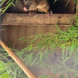 Endlich mal ein lebendes Possum 🥰