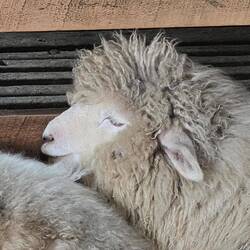 Wir finden Anregungen für neue Frisuren