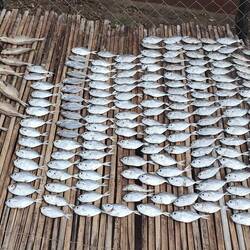 Hier wird bissl Fisch getrocknet