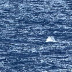 Dolphins from our balcony. 1/2 way between Sydney and New Zealand!