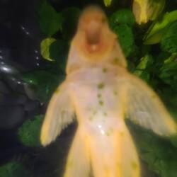 Saugfisch von unten...😍