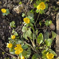 Winterlinge
