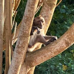 Back in Koh Jum...I just like this monkey pic