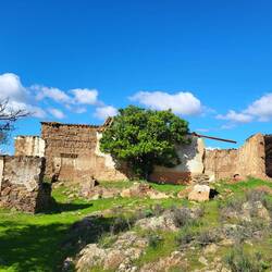 Verlassener Bauernhof mit Orangenbaum.