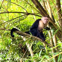 Här var aporna halvtama. Alla andra bilder vi tagit var på vilda djur!