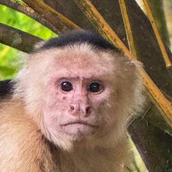 Han fick ingen mat av oss!