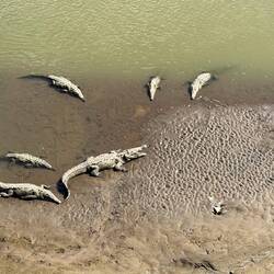 Ett populärt tillhåll för traktens krokodiler.