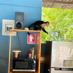 För många turister som matar apor ändrar deras beteende.