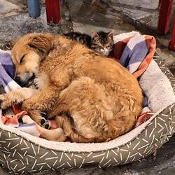 Den beiden geht' gut 🐶😸