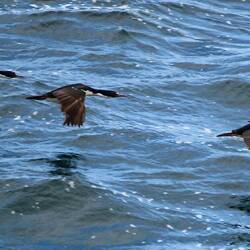 Shags in flight