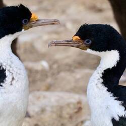 Beautiful blue eye cormorants