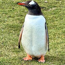 Gentoo Penguins - live in burrow up from the beach