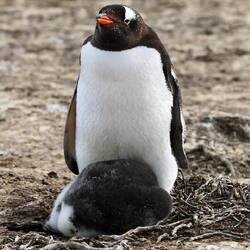 Keeping her chick warm