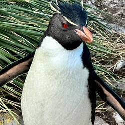 Red eyes from ?eating krill