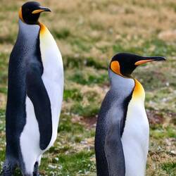 King Penguins - a couple of pairs first seen here - the most beautiful penguin