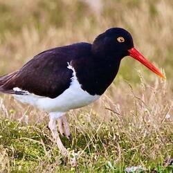 Oystercatcher