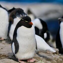 Inspecting the troops