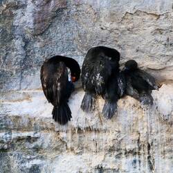 Rock shags on a cliff face