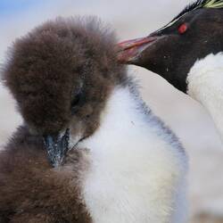 Grooming time for chick