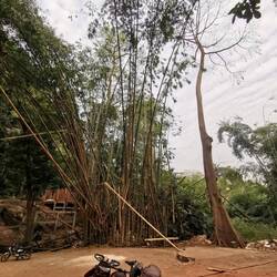 Aber auch der Bambus daneben ist gigantisch - das Fahrrad als Vergleich