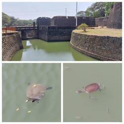 Palakkad Fort; Outside, by the moat