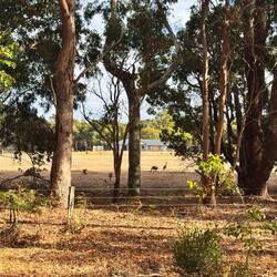 Morgendliche Laufstrecke mit Kängurus🥰