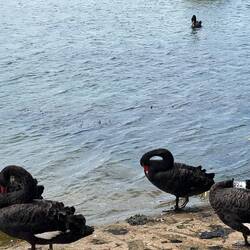 Black Swans in the middle of Melbourne 😍