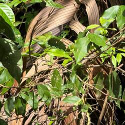 wehre is the (green) Leguan?😜