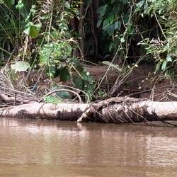 Leguan auf dem Baumstamm