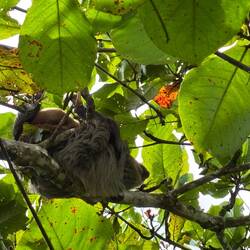 Zweizehen-Faultier mit Baby