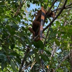 Leguan im Baum beim Hotel