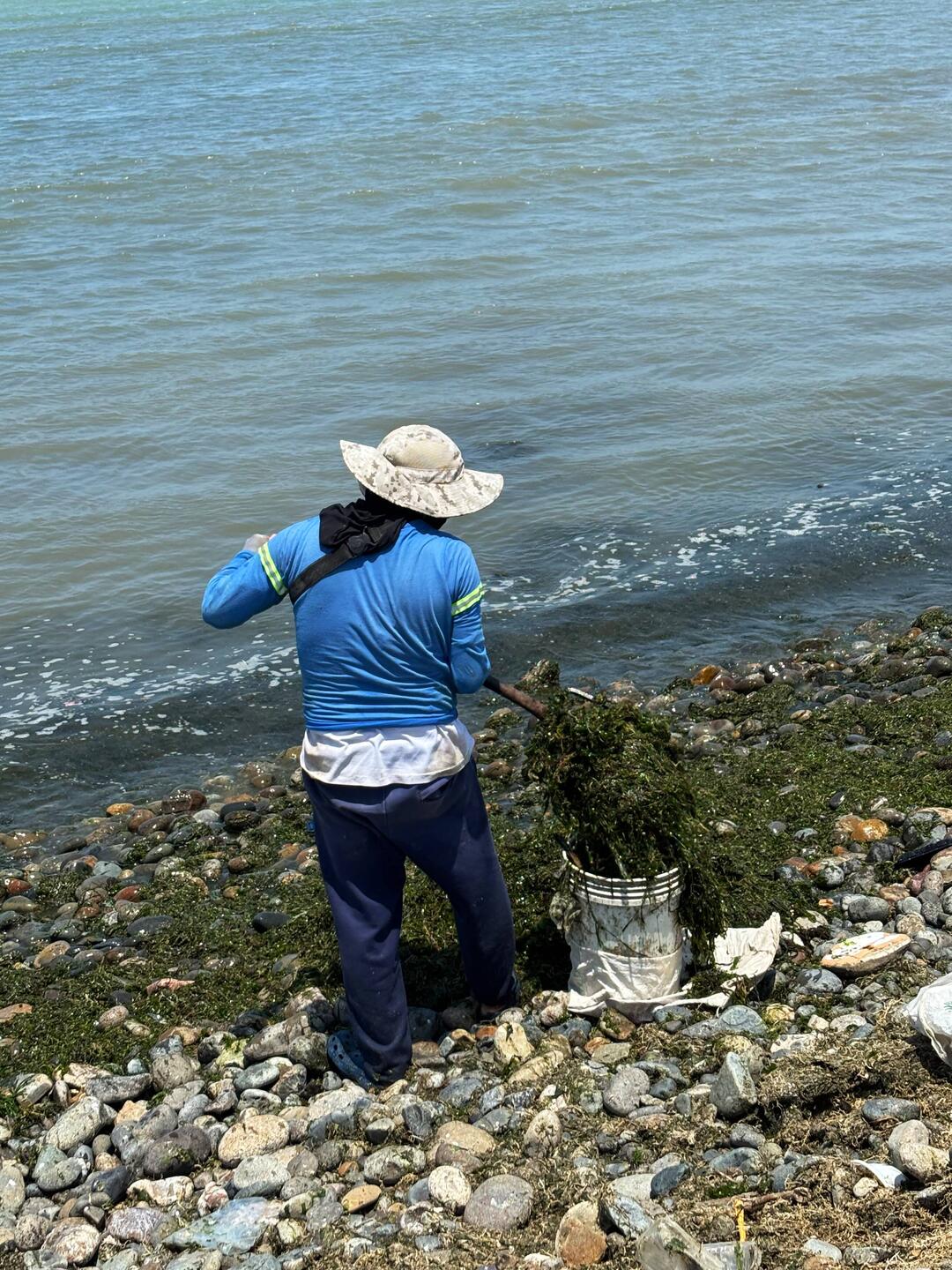 On the coast in Pisco, collecting seaweed for fertilizer