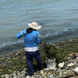 On the coast in Pisco, collecting seaweed for fertilizer