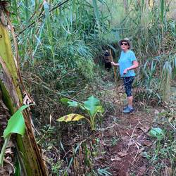 Once more into the jungle