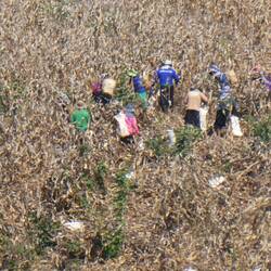 Corn being harvested