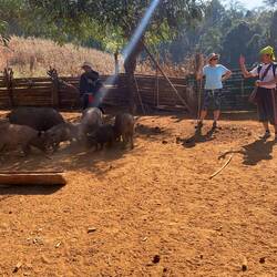 The pig farm